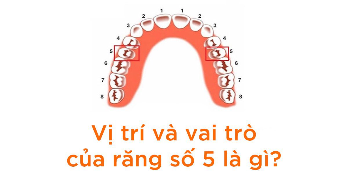 Vị trí và chức năng của răng số 5